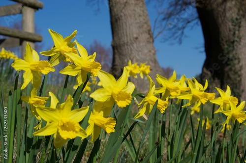 A clump of bright yellow daffodils on green stems in vivid sunlight  trees in background