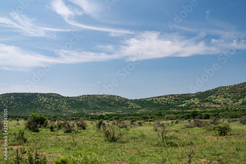 South African savanna during a hot summer day