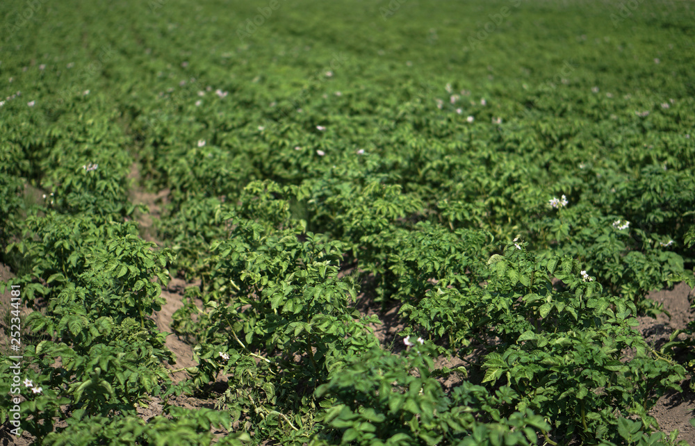 Farm garden with green potatoes during ripening. Industrial business in rural areas. Stock background, photo.