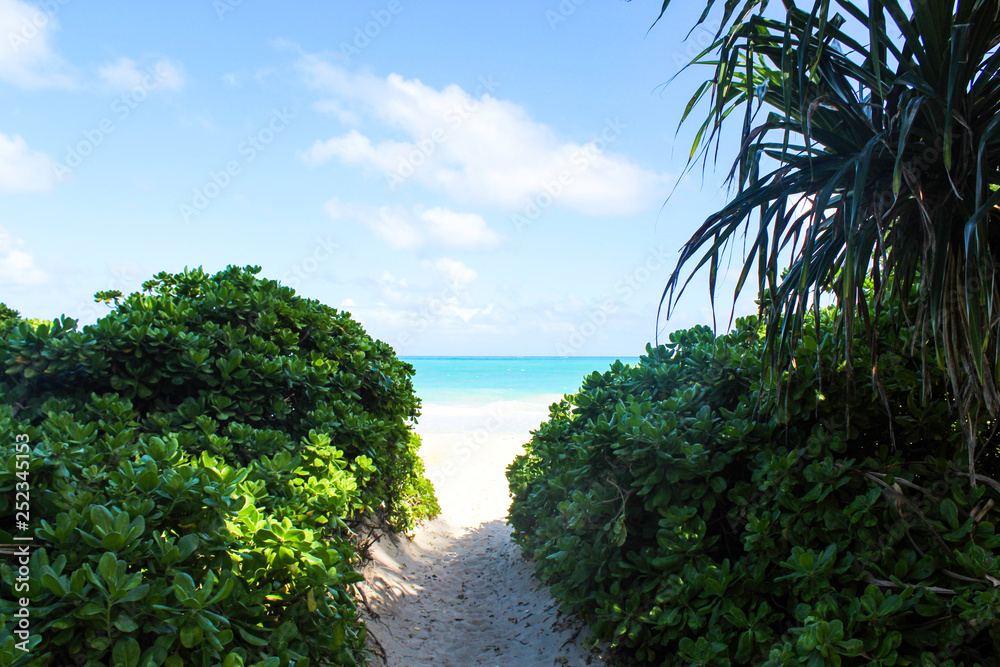 tropical water and trees