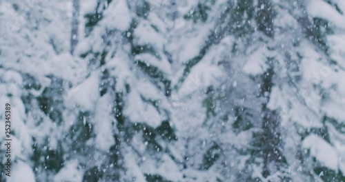 Heavy snow falling in front of beautiful snow forest background, winter storm weather warning, backcountry winter adventure holiday