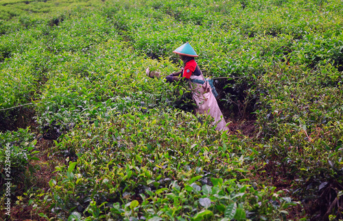 Woman gathers green tea at the plantation on Sumatra island, Indonesia