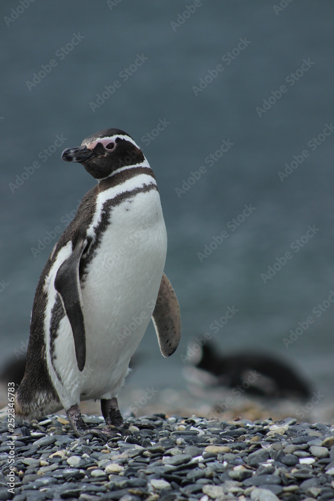 Naklejka premium Pingüinos