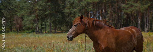 Fototapeta Naklejka Na Ścianę i Meble -  Brown horse, portrait, head, close up, summer in the forests