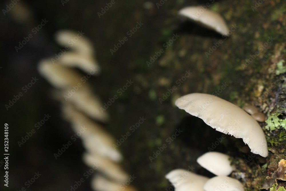 Fototapeta premium hongos, bosque, patagonia, Chile, Carretera Austral, sur, árbol, árboles