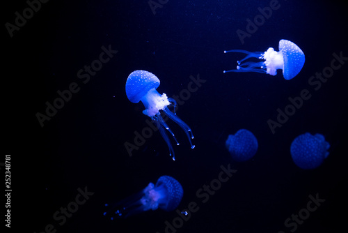 Oceanarium aquarium of Lisbon, large collection of marine species.