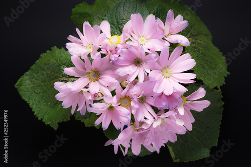 サイネリアの花