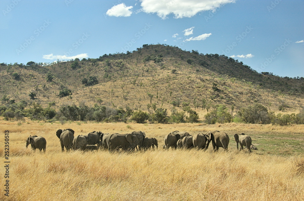 Obraz premium Elephants at Pilanesberg National Park, North West Province, South Africa