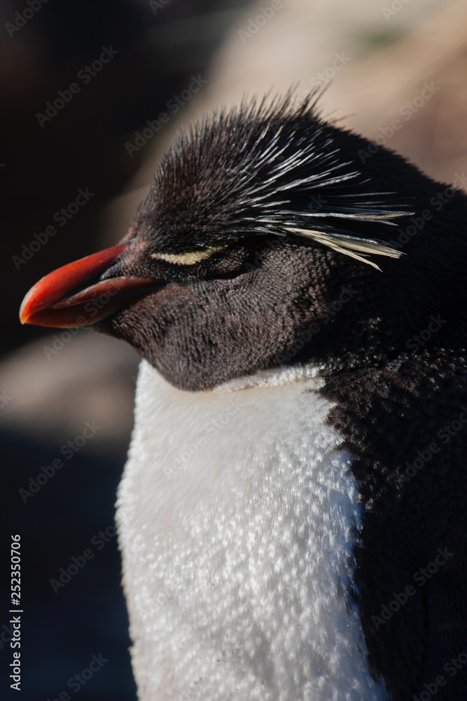 Naklejka premium Rockhopper