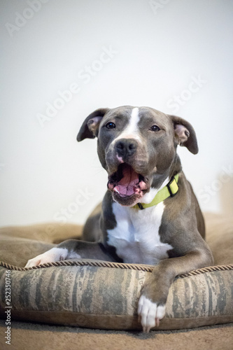 Yawning Pitbull