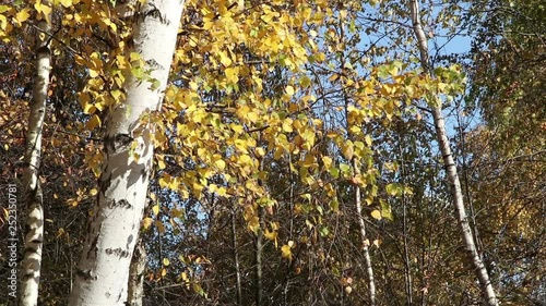 Yellow birch tree leaves on the wind in a park