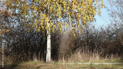 A yellow birch tree background view with dried leaves