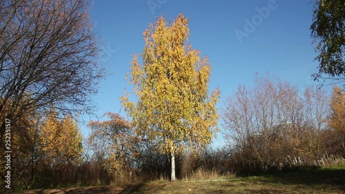 A single standing birch tree in a park in fall
