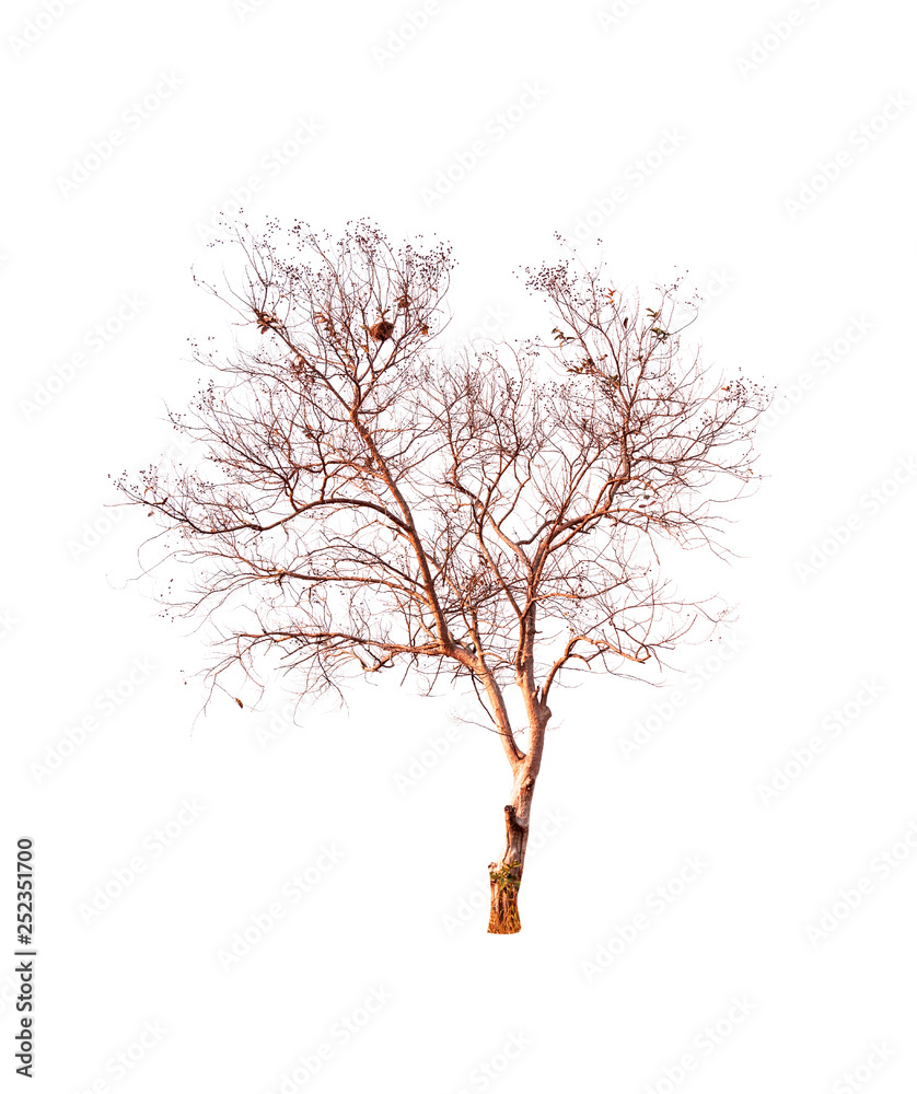 Obraz premium Single old and dead tree isolated on white background