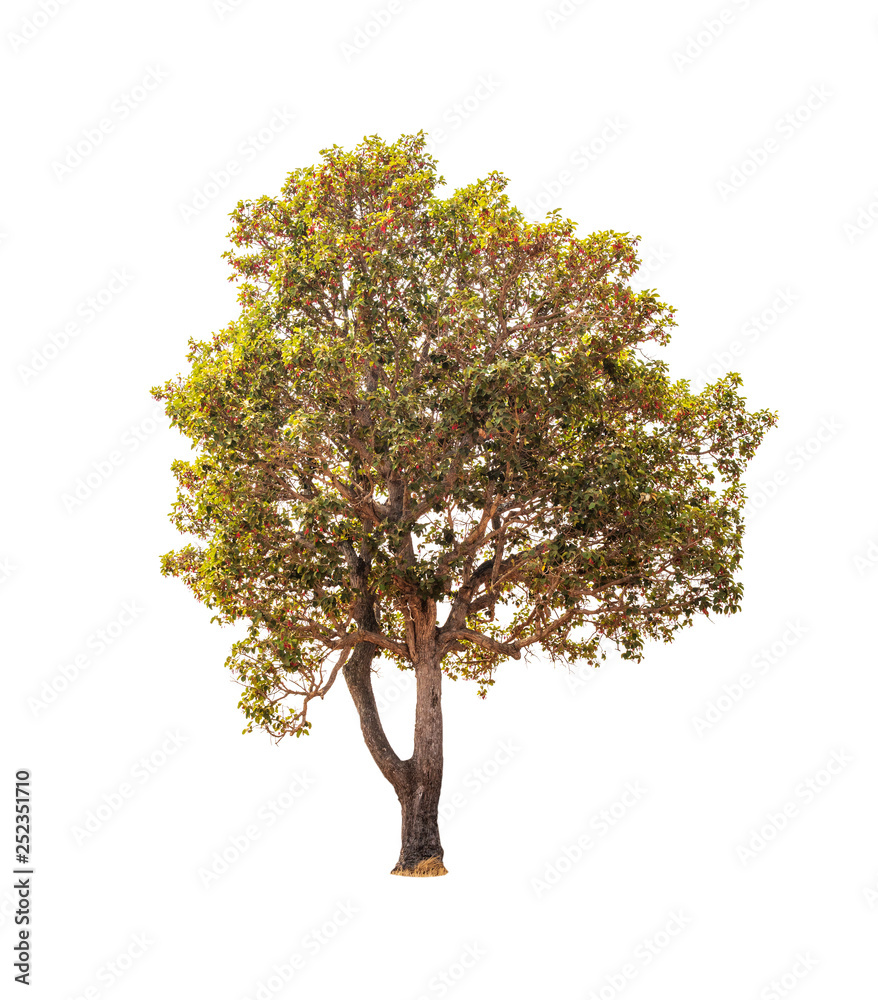 Isolated tree on white background