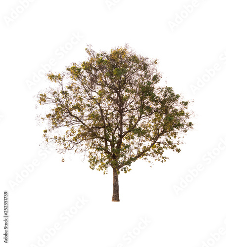 Isolated tree on white background