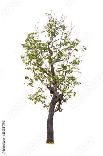 Isolated tree on white background