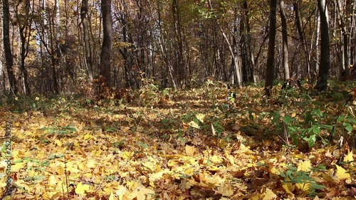 Autumn forest background with brown and yellow dried leaves