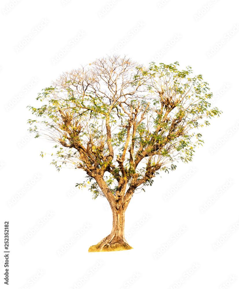 Fototapeta premium Single old and dead tree isolated on white background