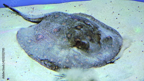 Sweet water ray (Potamotrygon motoro),Motoro StingRay photo