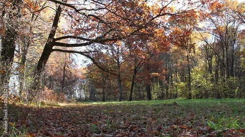 A background view of autumn oaks in a forest