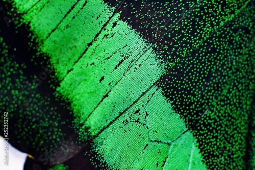 wing part of green butterfly macro on white background. photo