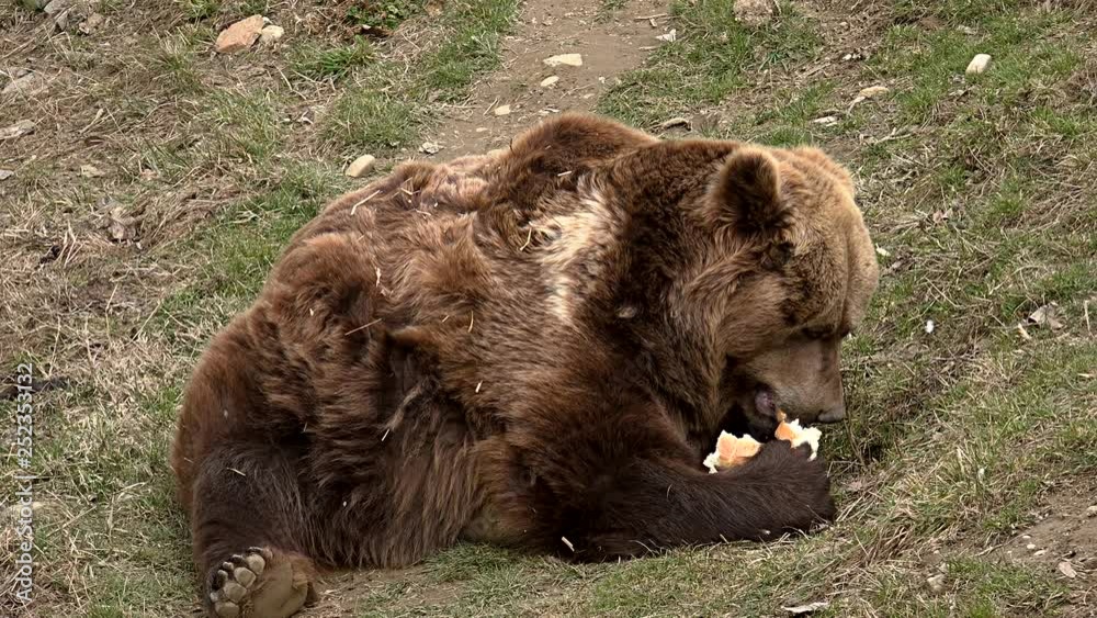 The brown bear spotted on grass, possessing a bread and eating it The brown bear spotted on grass, possessing a bread and eating it