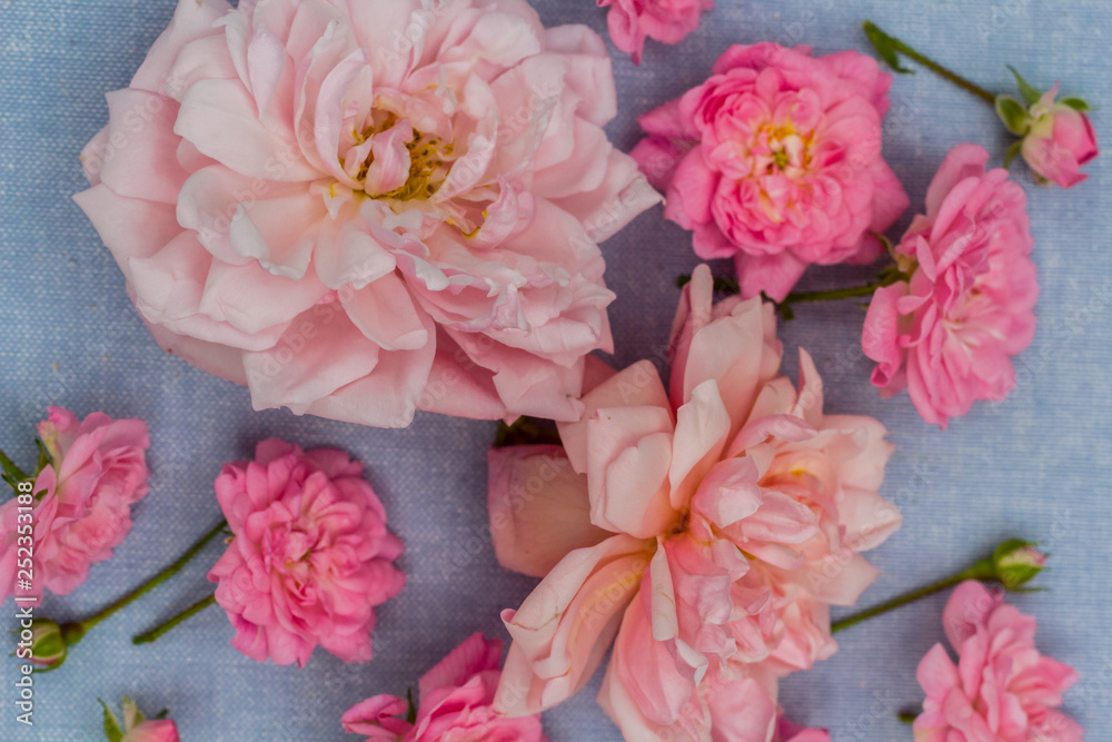 Romantic, rosies on the blue background