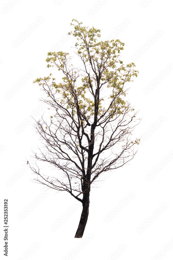 Single old and dead tree isolated on white background Single old and dead tree isolated on white background