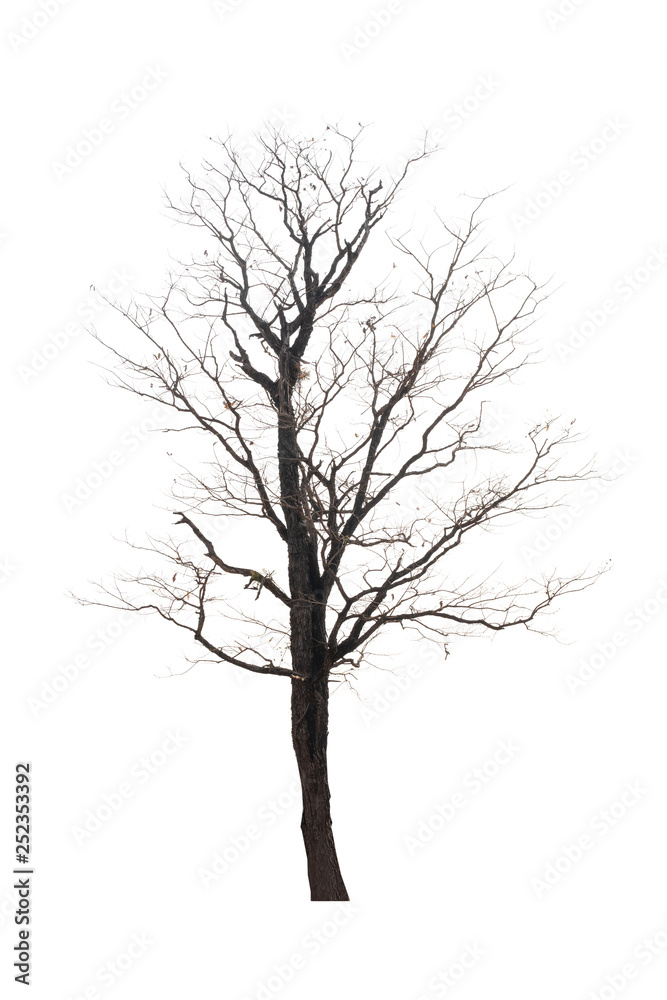 Single old and dead tree isolated on white background Single old and dead tree isolated on white background