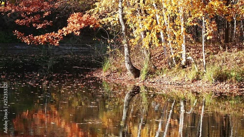 Colorful autumn trees and a pond with reflections