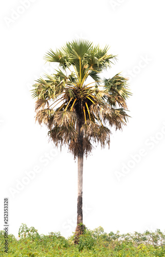 Sugar palm trees isolated on white background.