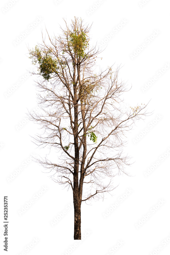 Fototapeta premium Single old and dead tree isolated on white background