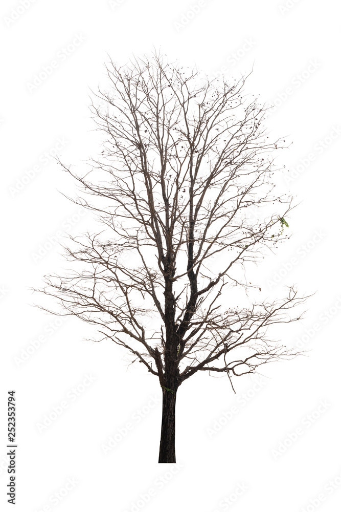 Single old and dead tree isolated on white background Single old and dead tree isolated on white background