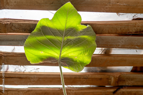 A green leaf of Silver Morning Glory is lying on a bamboo bed in the countryside. photo