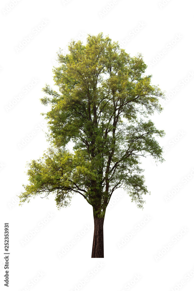Fototapeta premium Isolated tree on white background