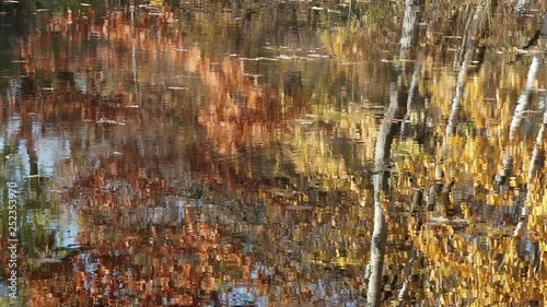 Autumn trees reflecting in a lake in a forest