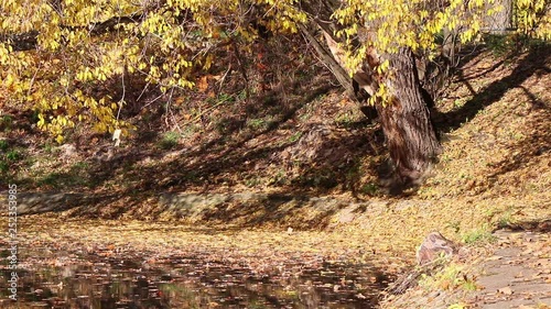 Waterside autumn tree with fallen yellow dried leaves