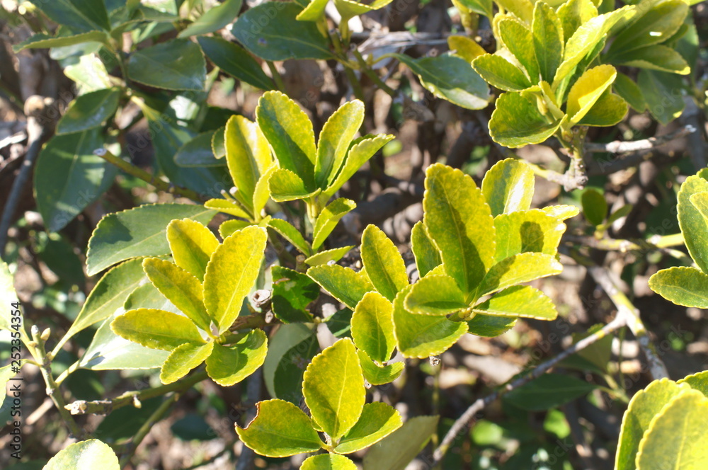 Obraz premium Green young leaf