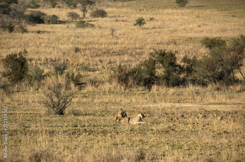Fototapeta Naklejka Na Ścianę i Meble -  Lion at Pilanesberg National Park, North West Province, South Africa