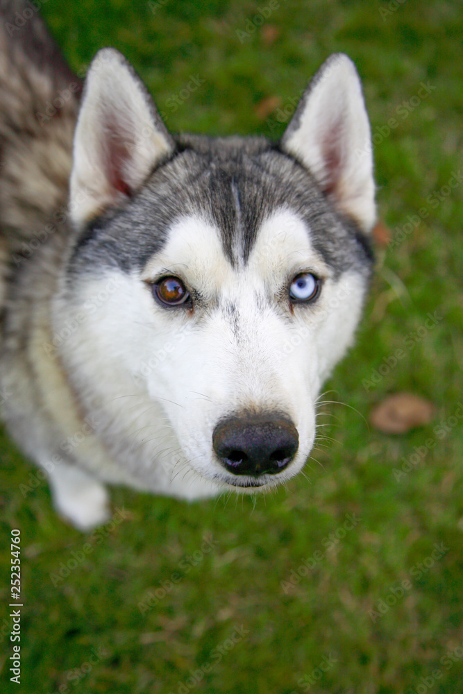 Young grey-and-white siberian husky is curiously looking at the camera while playing in the park.