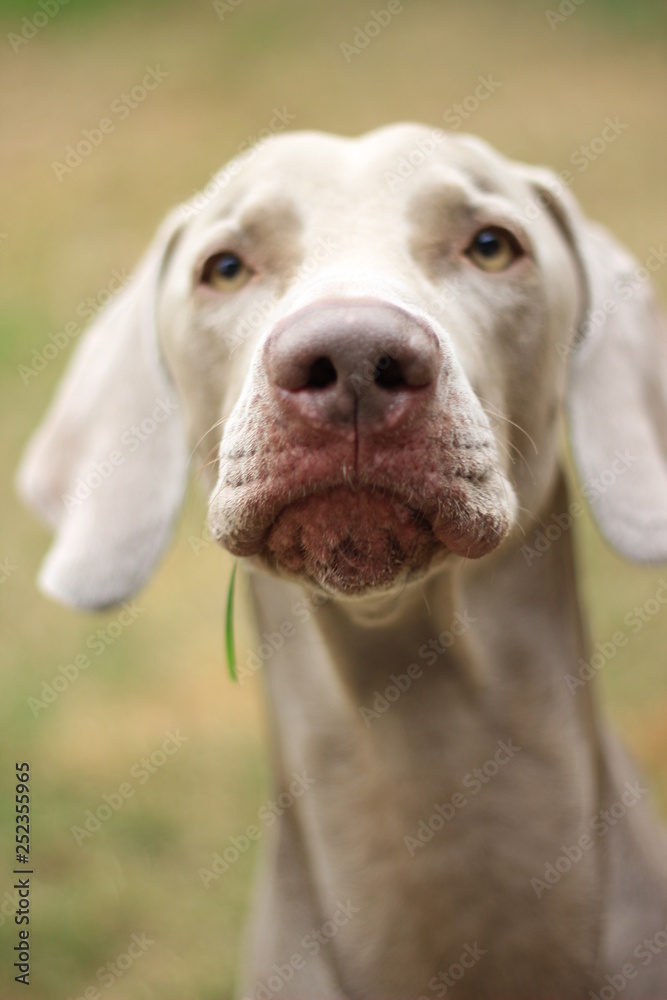 Perro Perro
