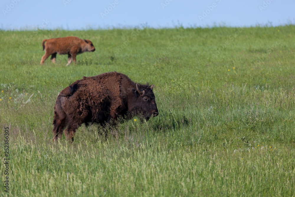 Bison Family on Prairie Bison Family on Prairie