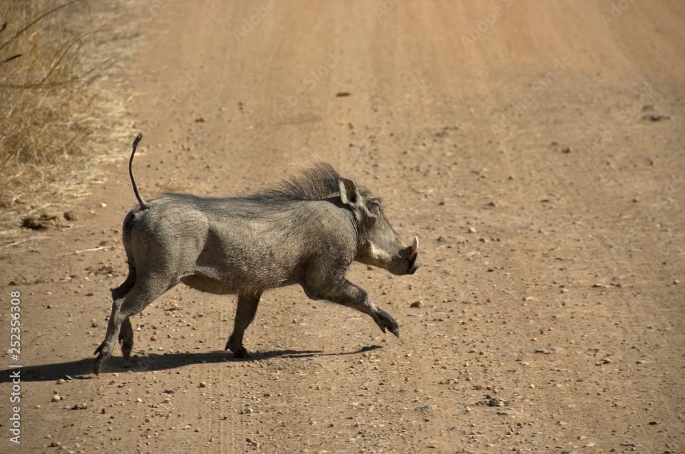 A warthog at Pilanesberg National Park, North West Province, South Africa A warthog at Pilanesberg National Park, North West Province, South Africa