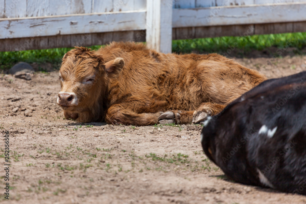 Fototapeta premium Baby Cow Laying in the Sunshine