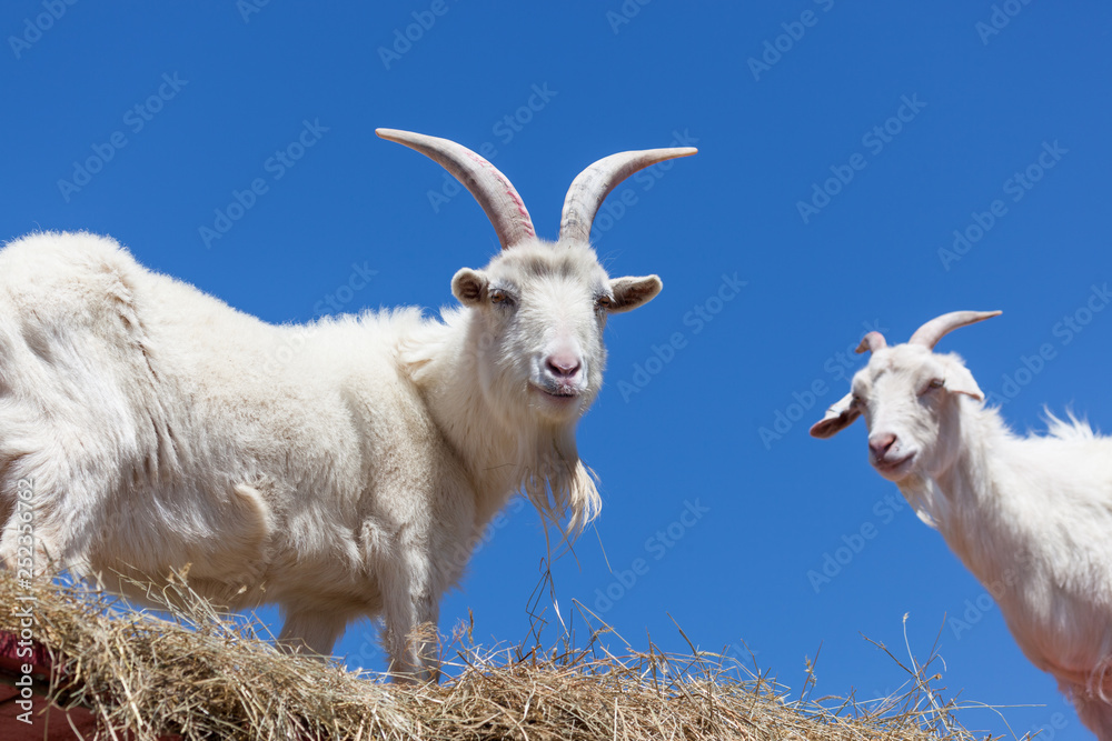 Fototapeta premium White Goats with Blue Sky