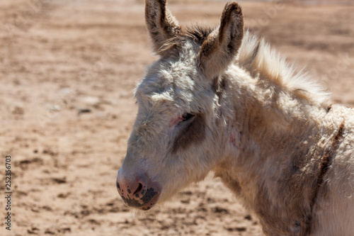 Old Donkey Profile