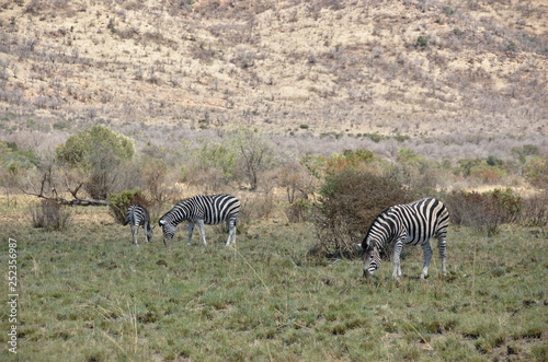 Zebra at Pilanesberg National Park  North West Province  South Africa