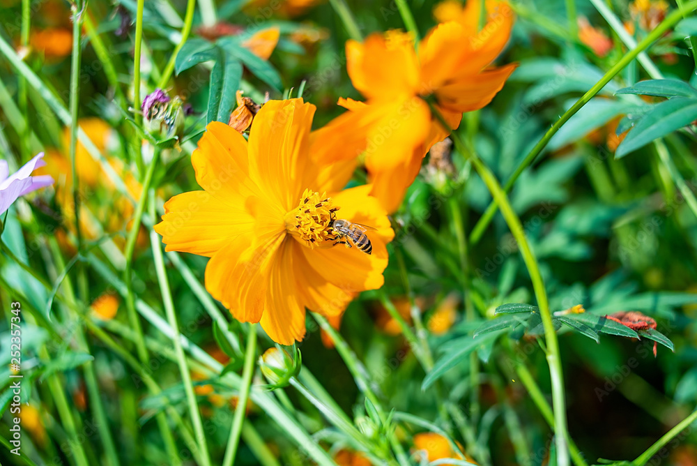 Spring bee collecting honey in the flower sea Spring bee collecting honey in the flower sea