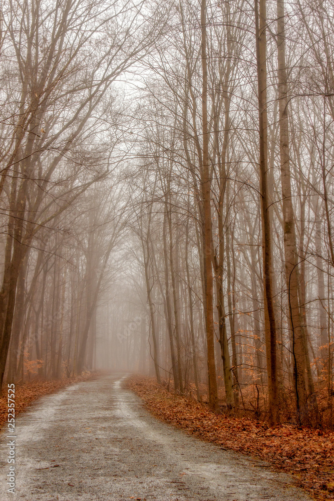 The trail in the mist The trail in the mist